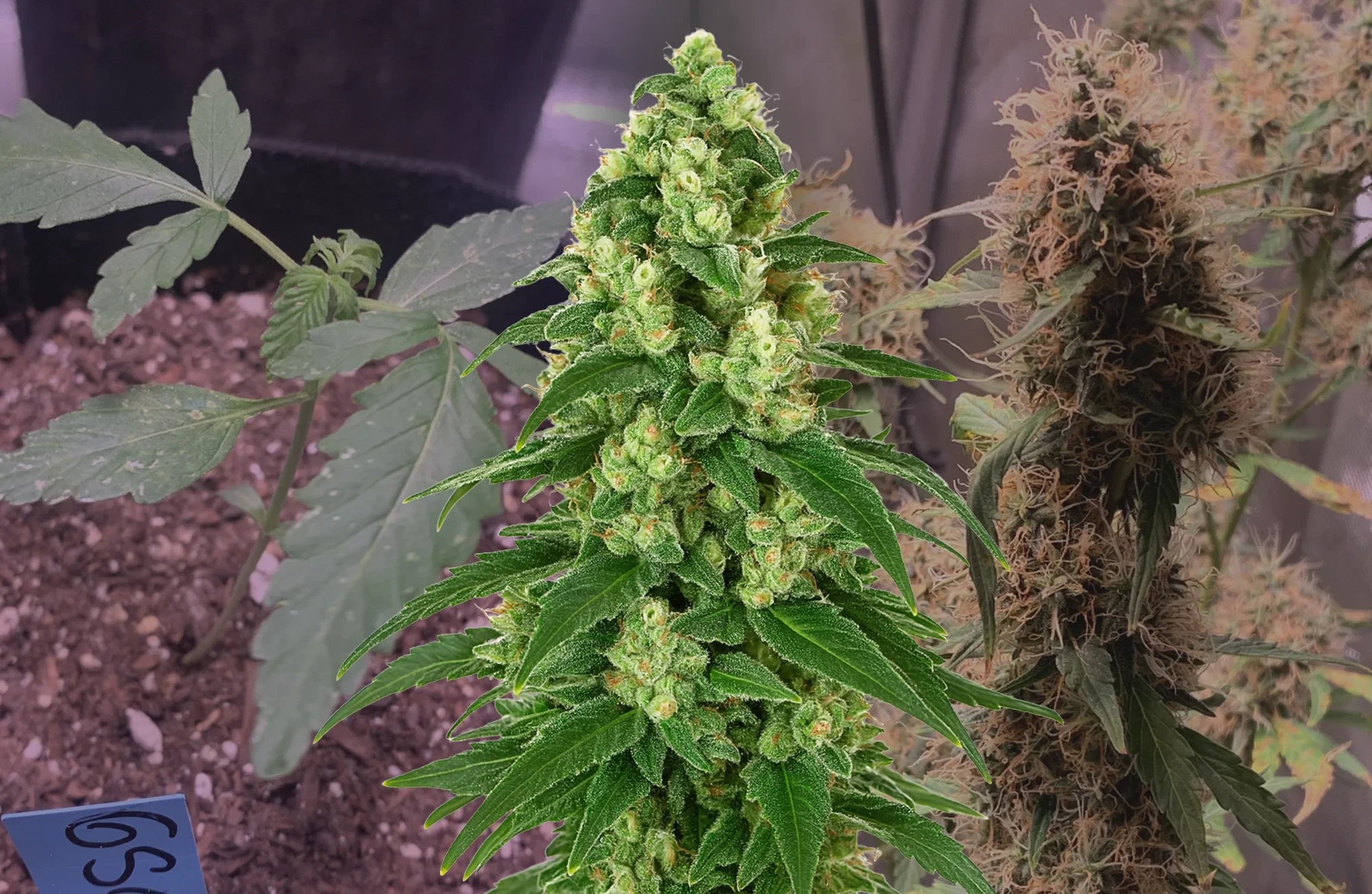 Girl Scout Cookies Auto Journal de Culture Semaine par Semaine