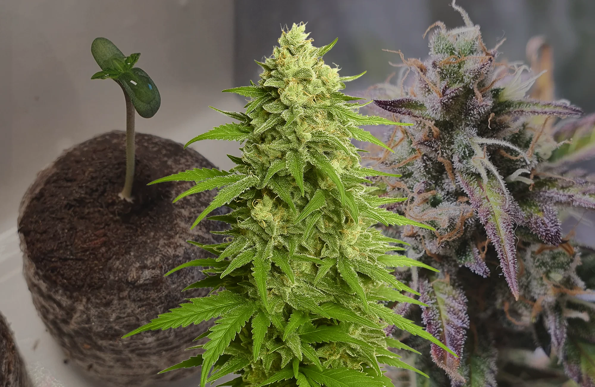 Haze Auto Journal de Culture Semaine par Semaine
