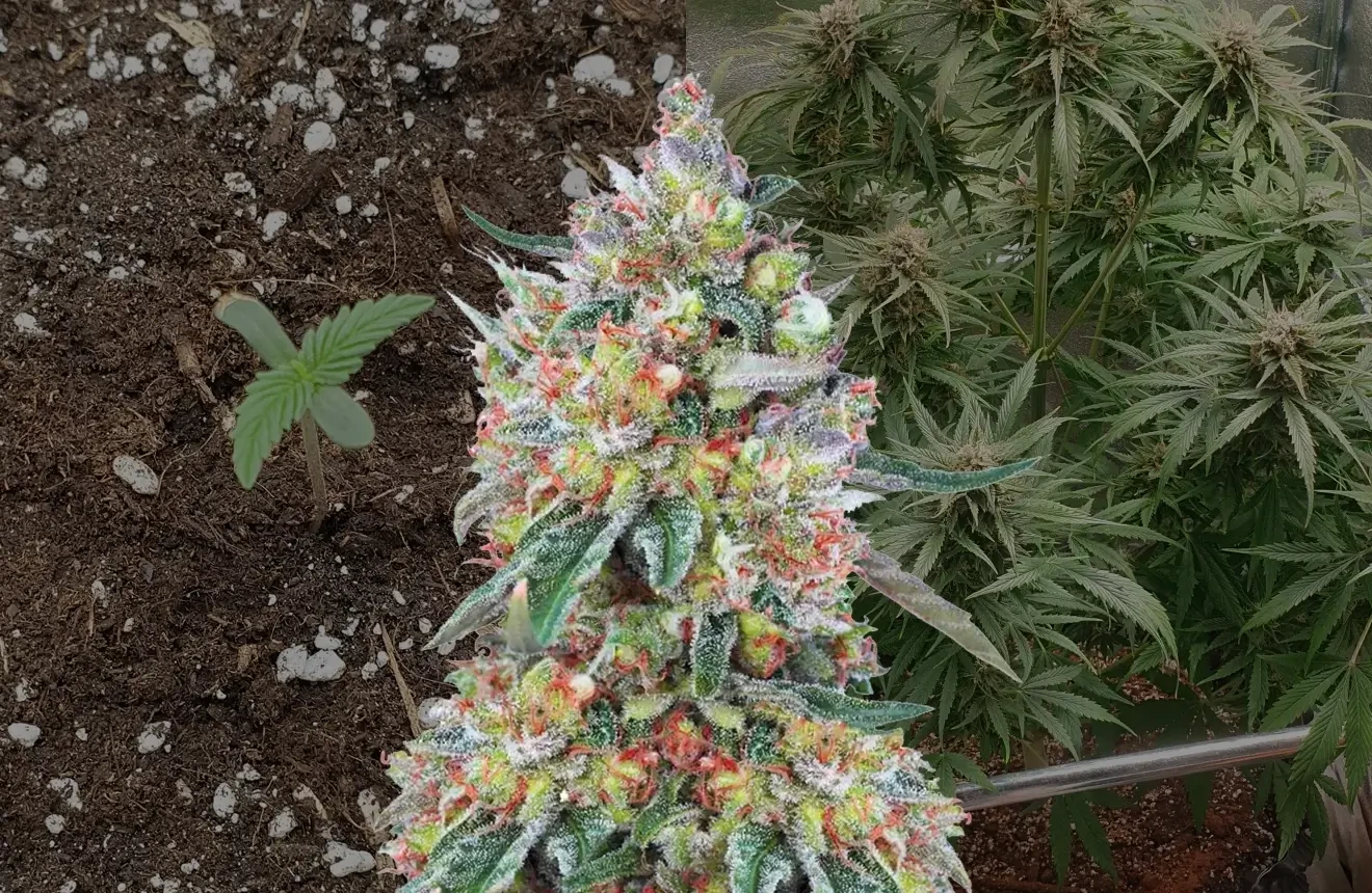 Hellfire OG Auto Journal de Culture Semaine par Semaine