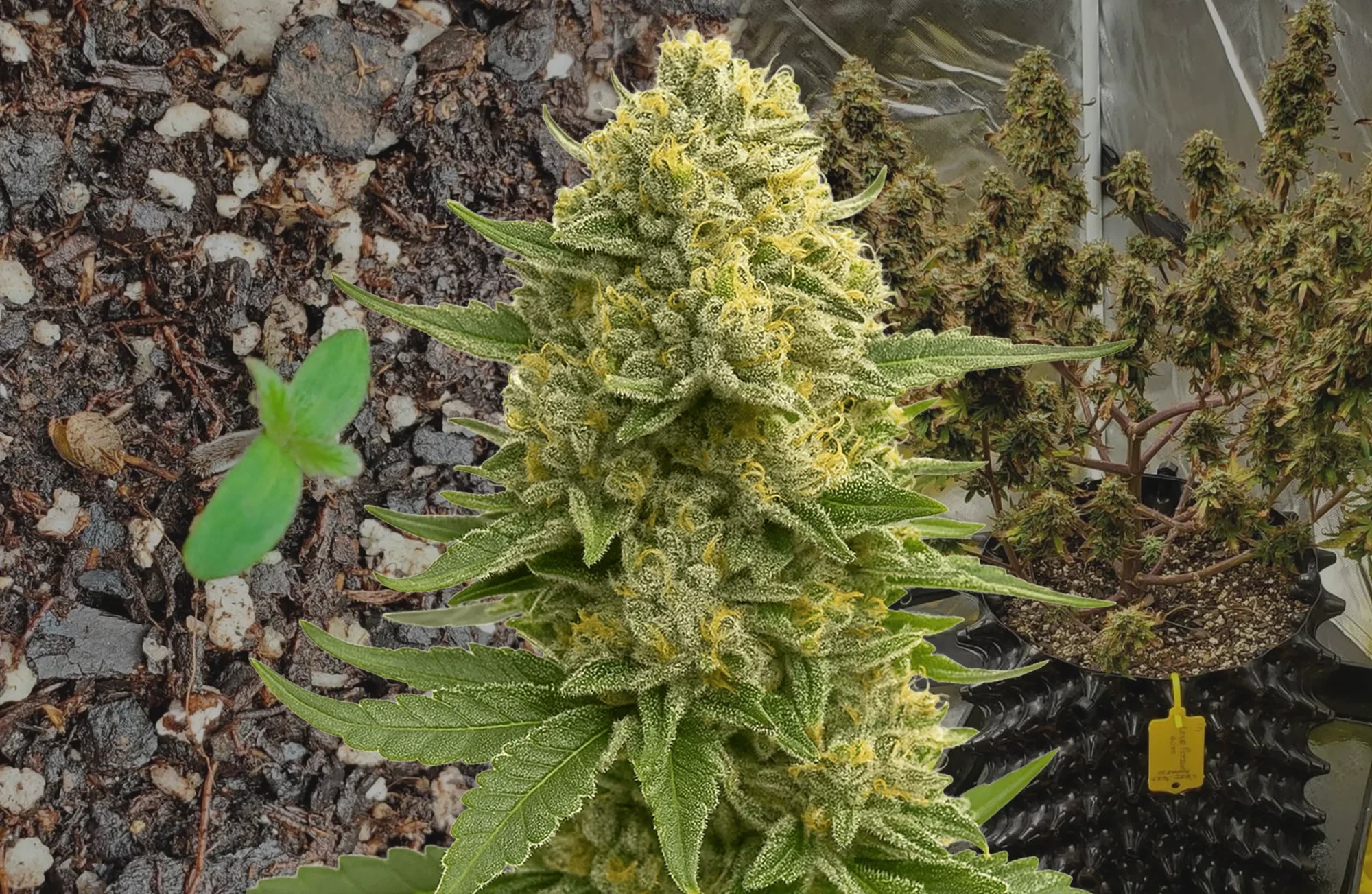 Love Potion Auto – Journal de Culture Semaine par Semaine & Avis sur la Variété