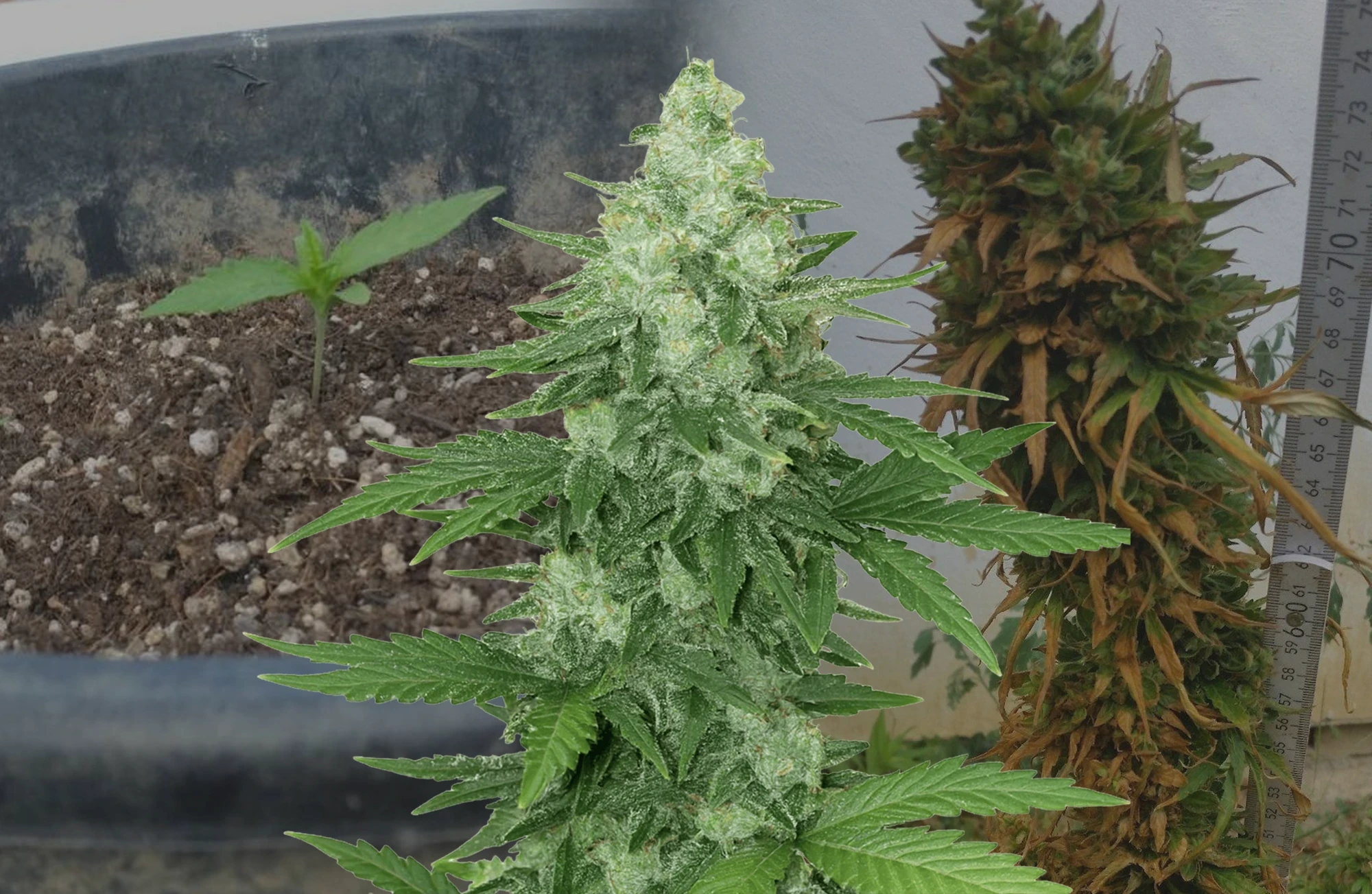 Moonshine Cookies Auto– Journal de Culture Semaine par Semaine & Avis sur la Variété