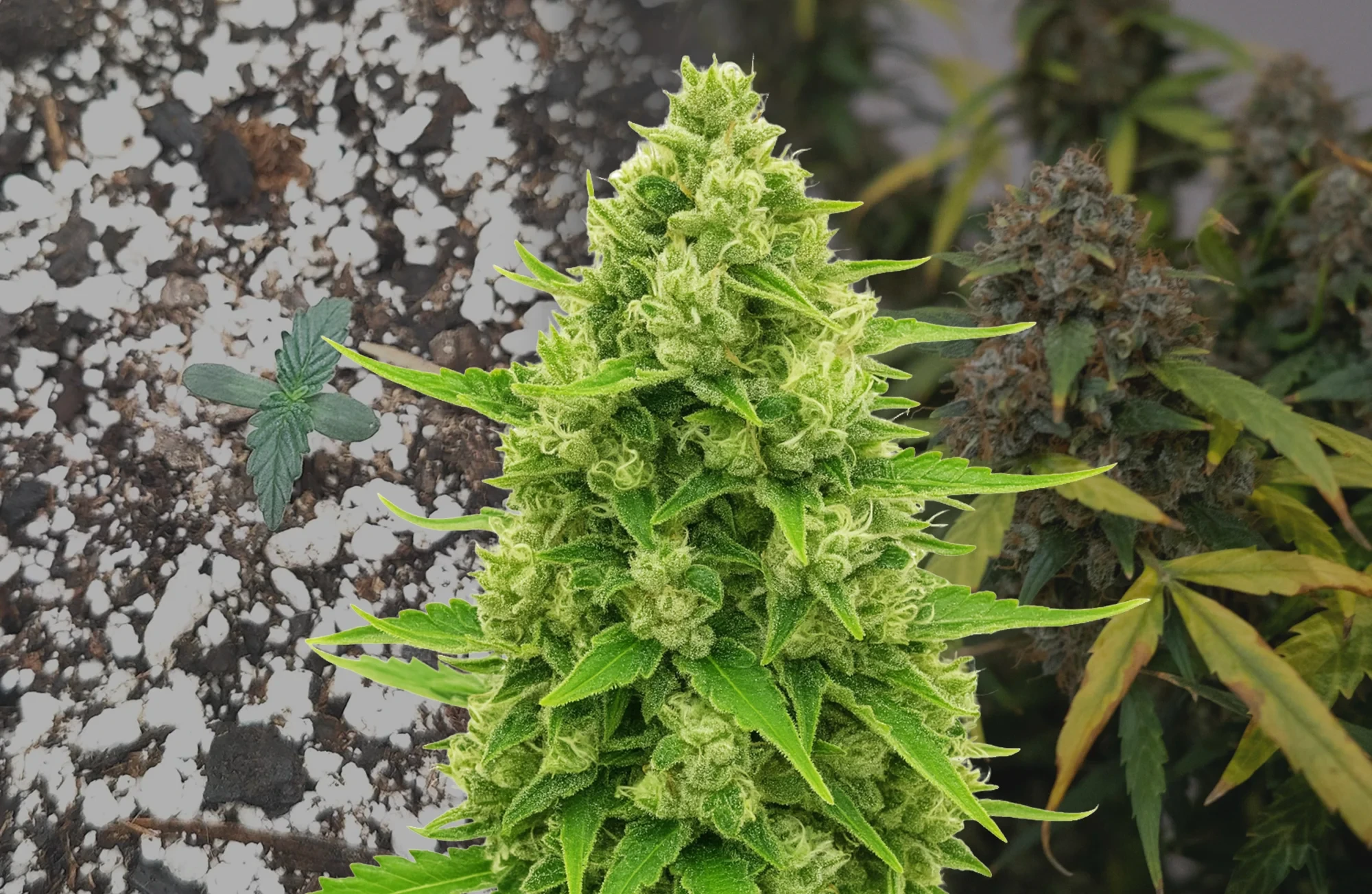 Northern Lights Auto – Journal de culture semaine par semaine & revue de la variété