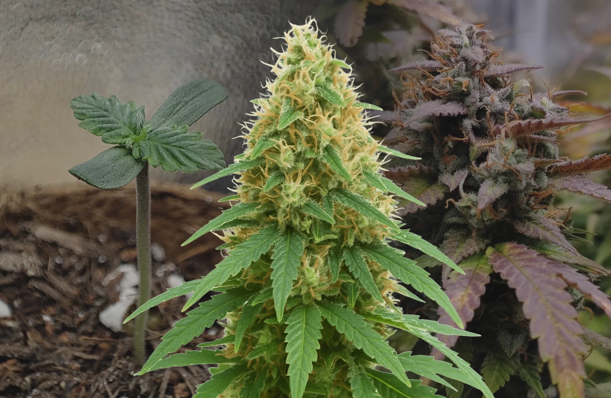Journal de culture semaine par semaine de la Pineapple Express Auto