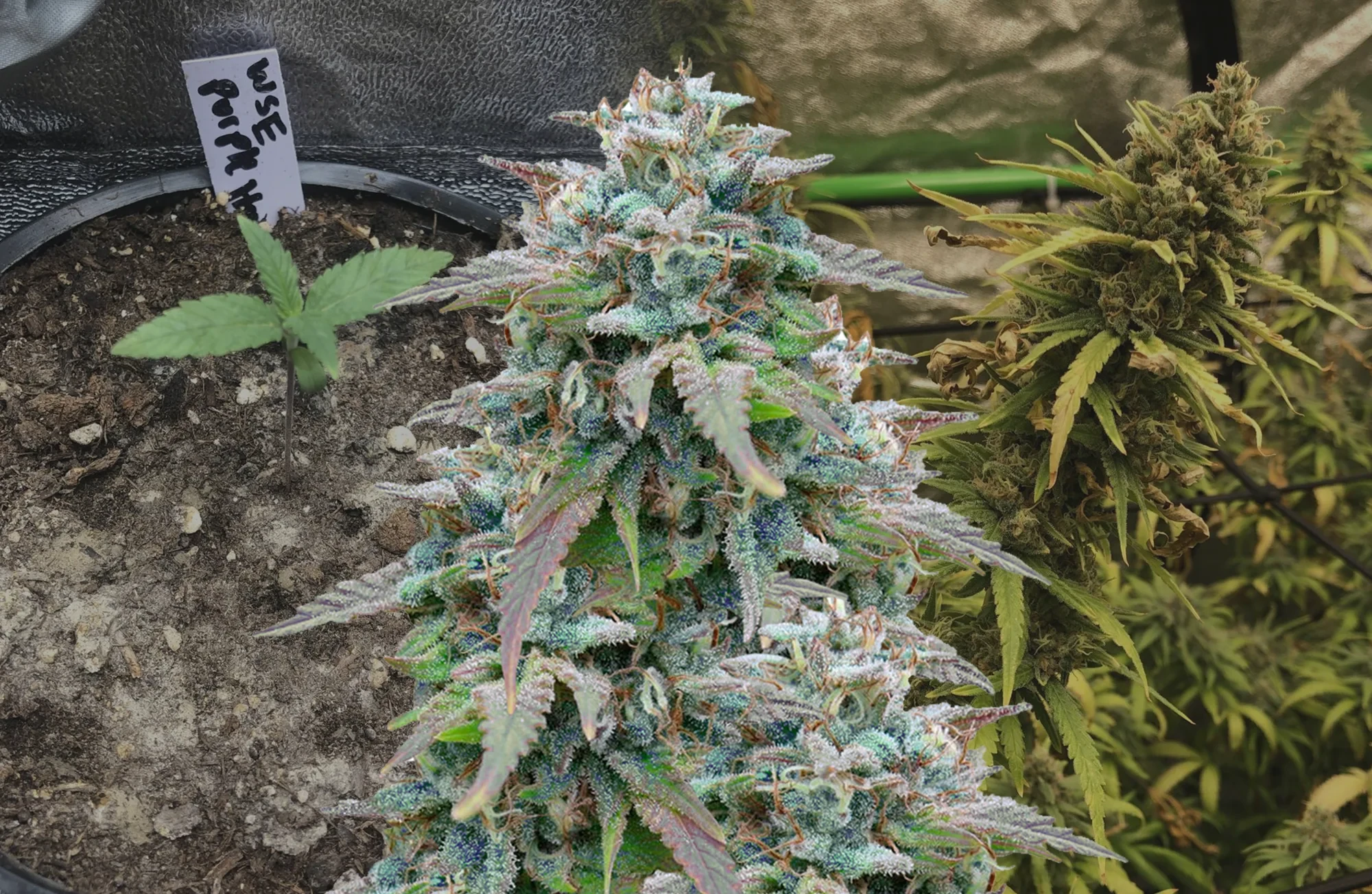 Purple Haze - Journal de Culture Semaine par Semaine & Avis sur la Variété