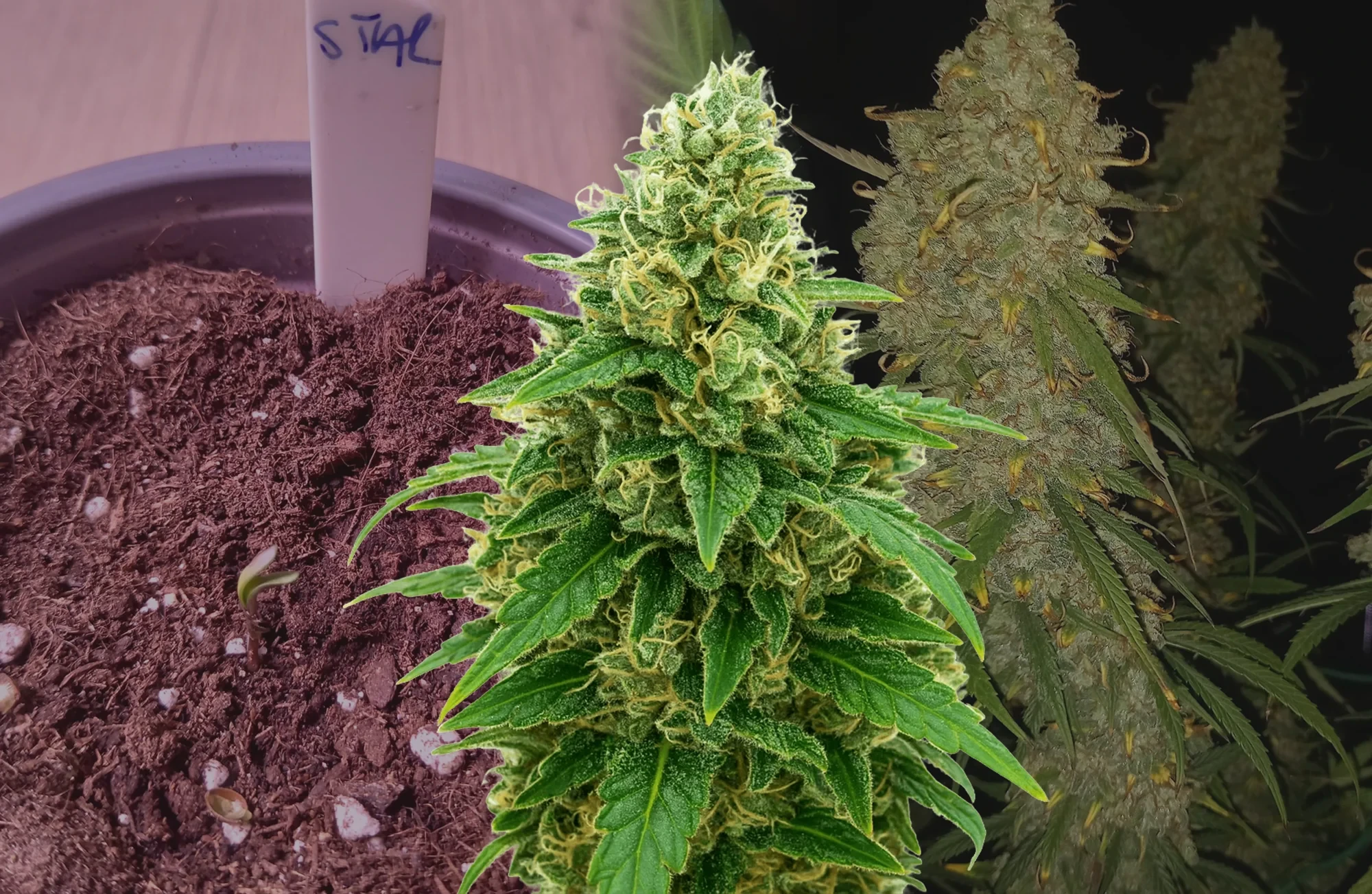 Stardawg Auto – Journal de Culture Semaine par Semaine & Avis sur la Variété
