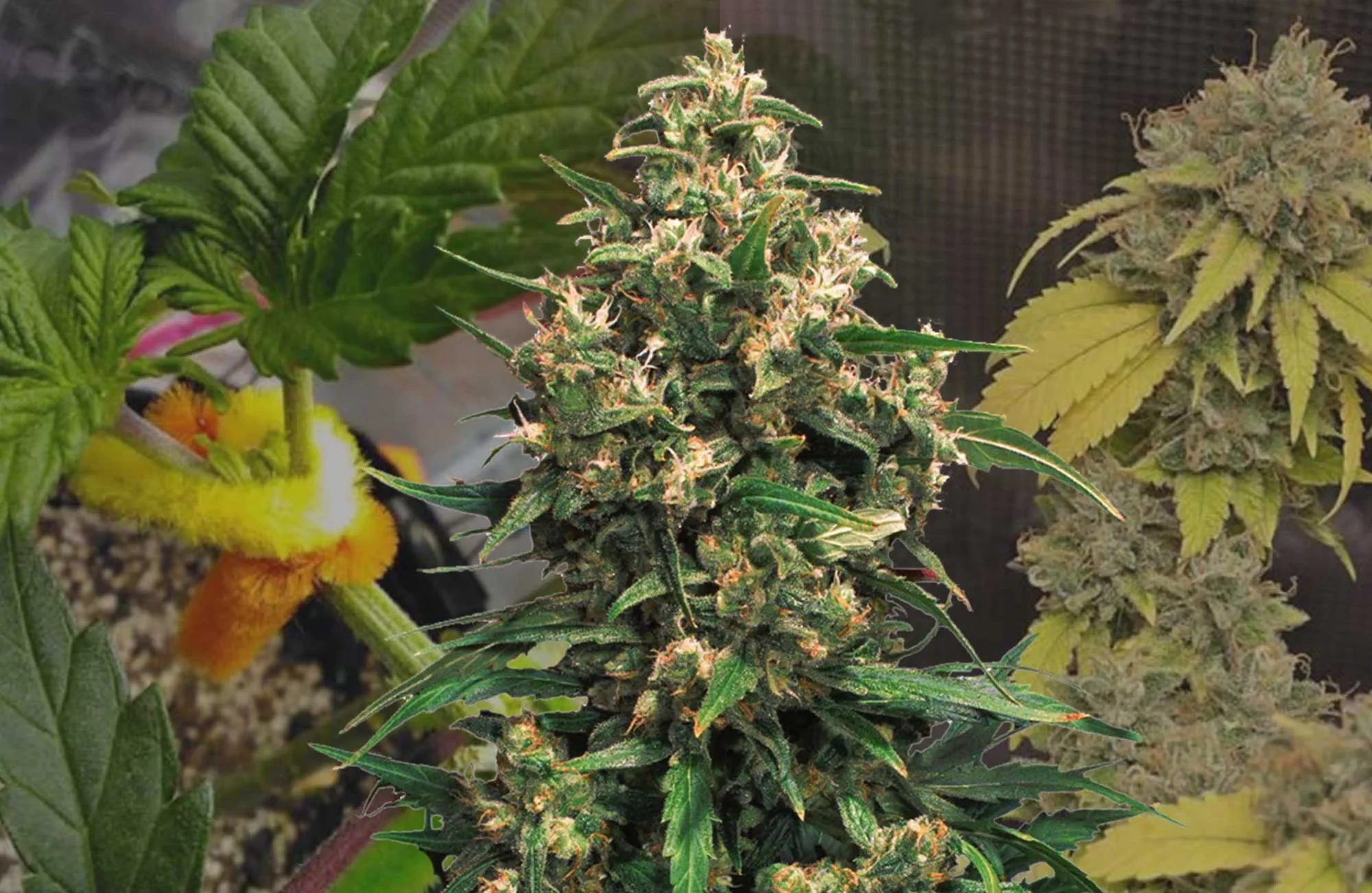 Journal de Culture de la Strawberry Cough Semaine par Semaine