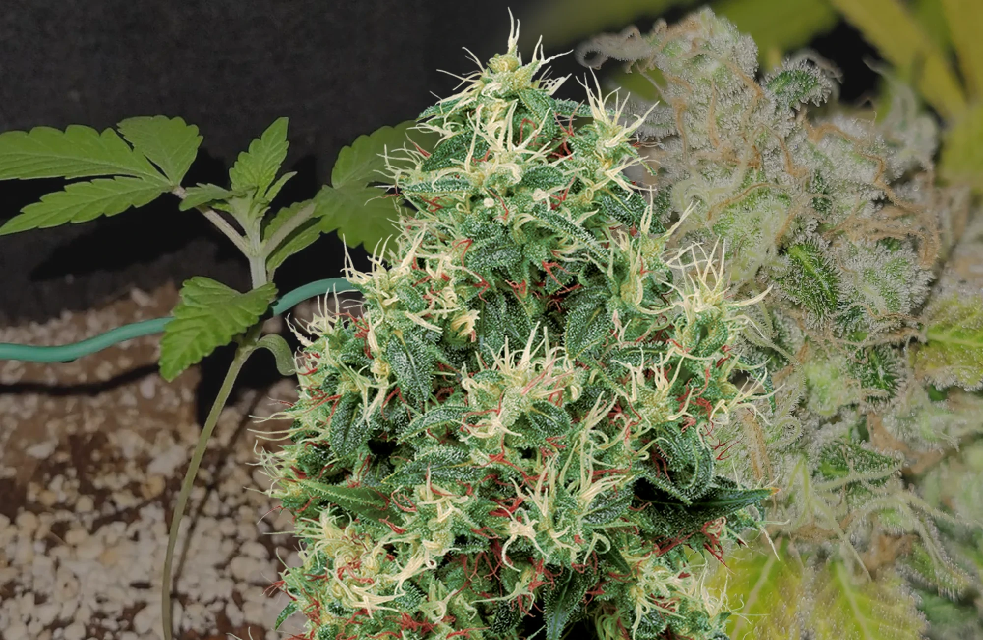 Journal de Culture de la Strawberry Kush Semaine par Semaine
