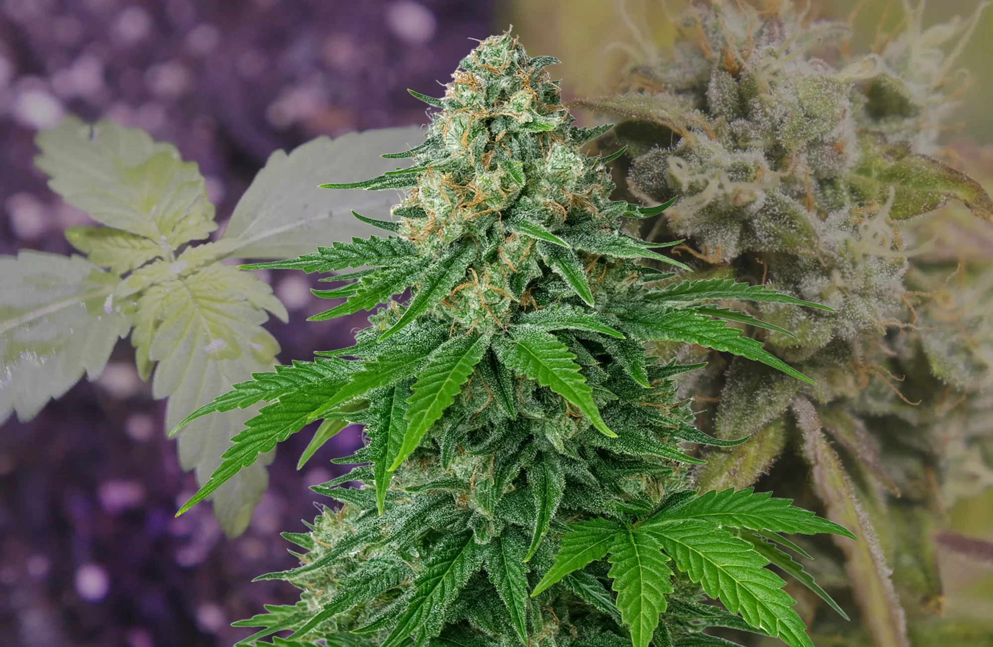 White Widow Auto – Journal de Culture Semaine par Semaine & Analyse de la Variété