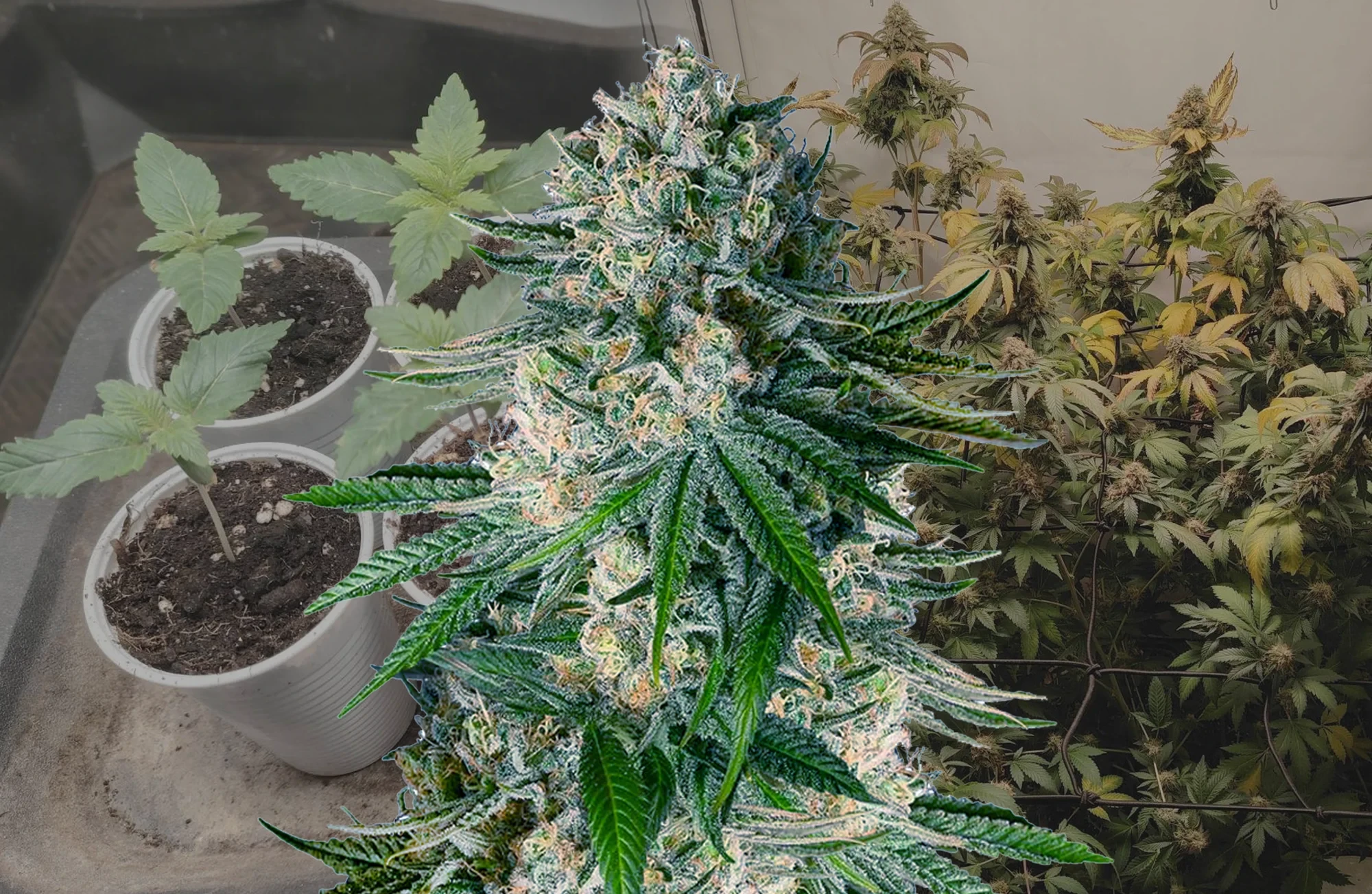 White Widow - Journal de Culture Semaine par Semaine & Avis sur la Variété