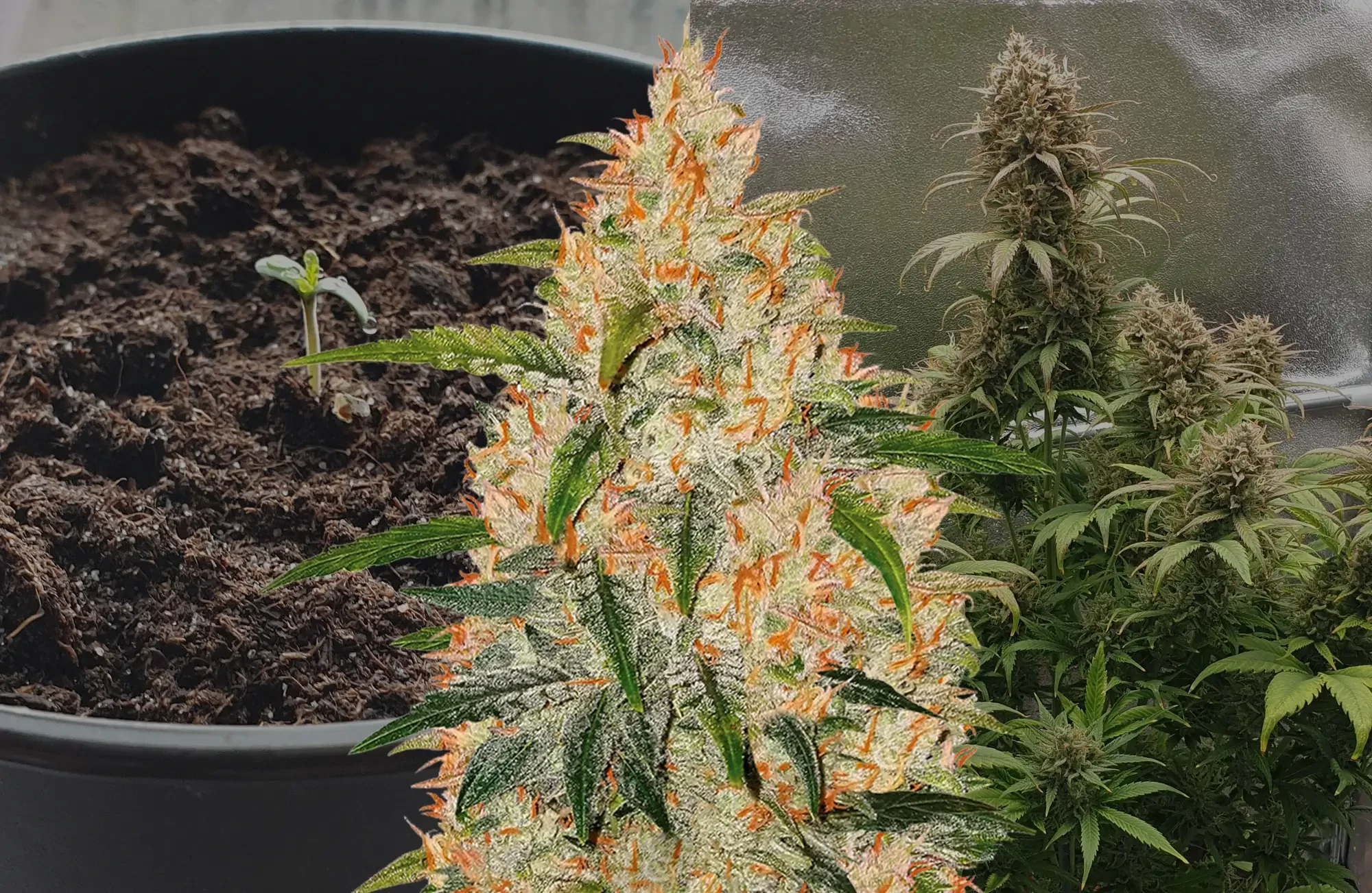 Journal de culture Zkittlez Autofloraison semaine par semaine