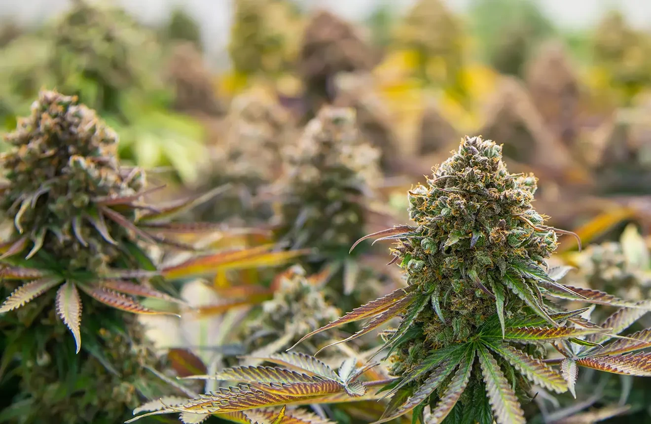 Le Guide Complet du Débutant pour Cultiver du Cannabis en Intérieur