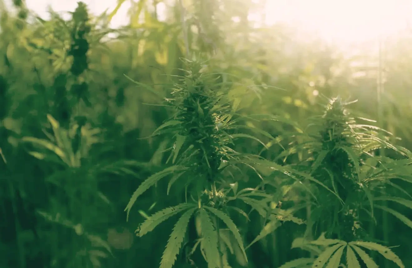 Le guide ultime pour cultiver le cannabis en extérieur (2026) : soleil, sol et des récoltes stupidement énormes
