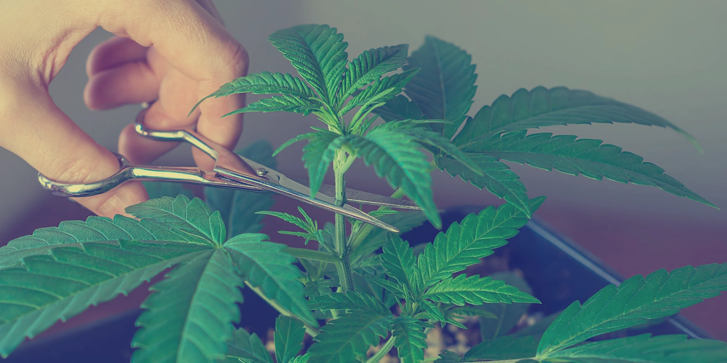 Guide de l'étêtage et de la taille du cannabis indica pour un rendement et une puissance maximaux