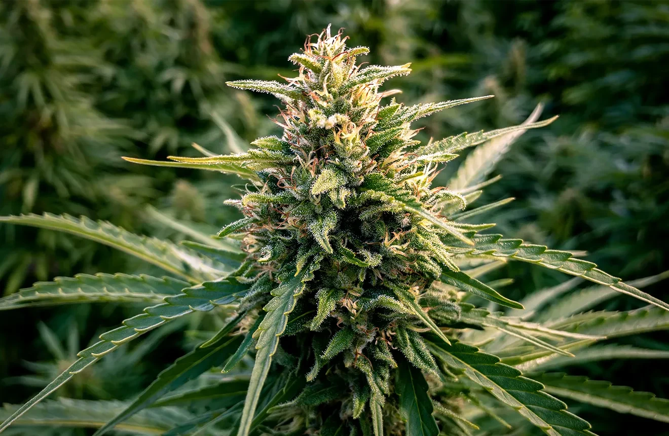Les 5 meilleures variétés de CBD à haut rendement