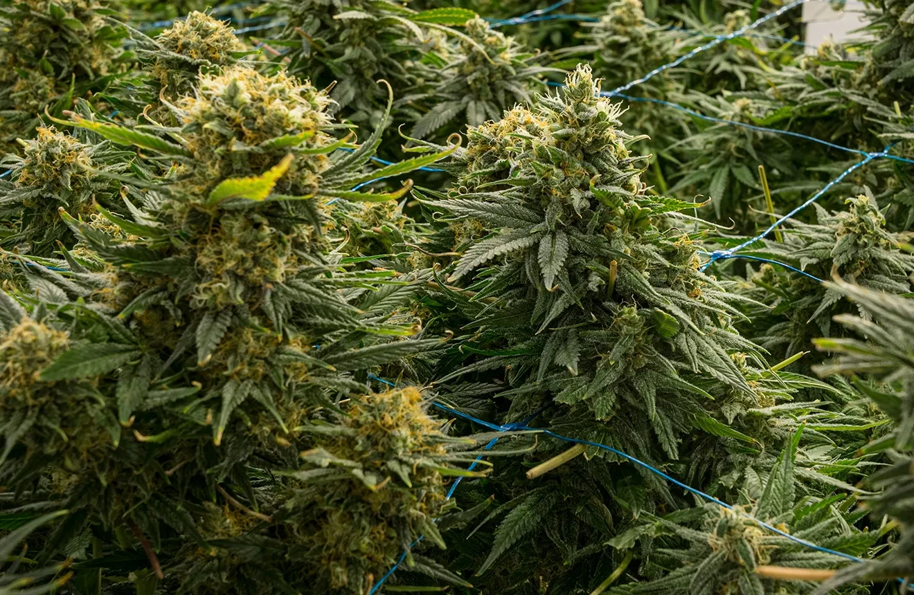 Les 15 variétés les plus productives de tous les temps