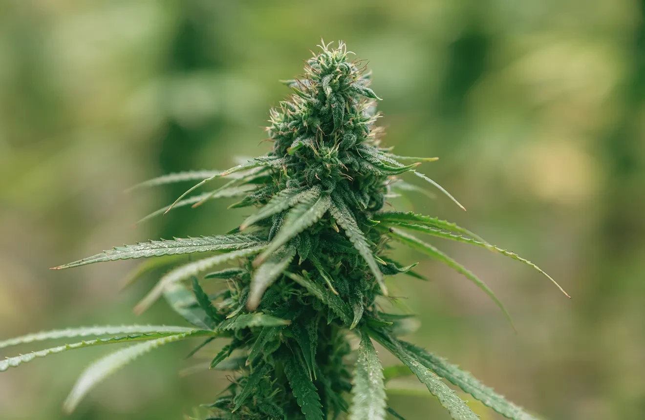 Combien de Grammes par Plante de Cannabis?