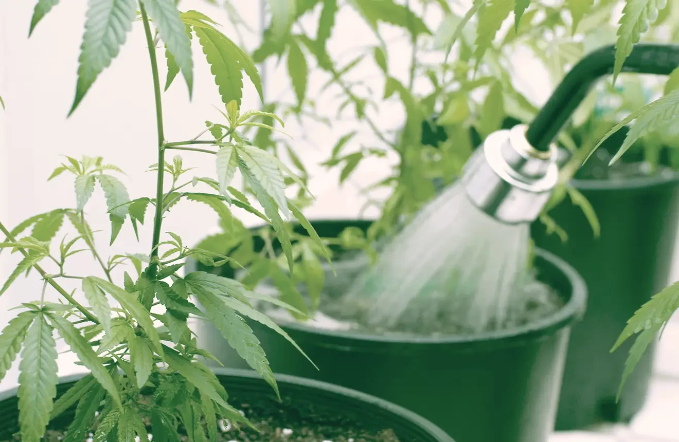 Comment arroser le cannabis : le guide ultime du cycle humide/sec et de la maîtrise du pH