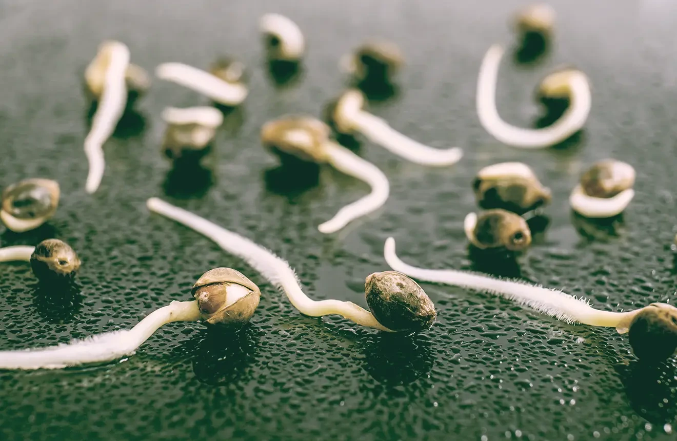 Comment Faire Germer des Graines de Cannabis : 4 Méthodes Simples (Étape par Étape)