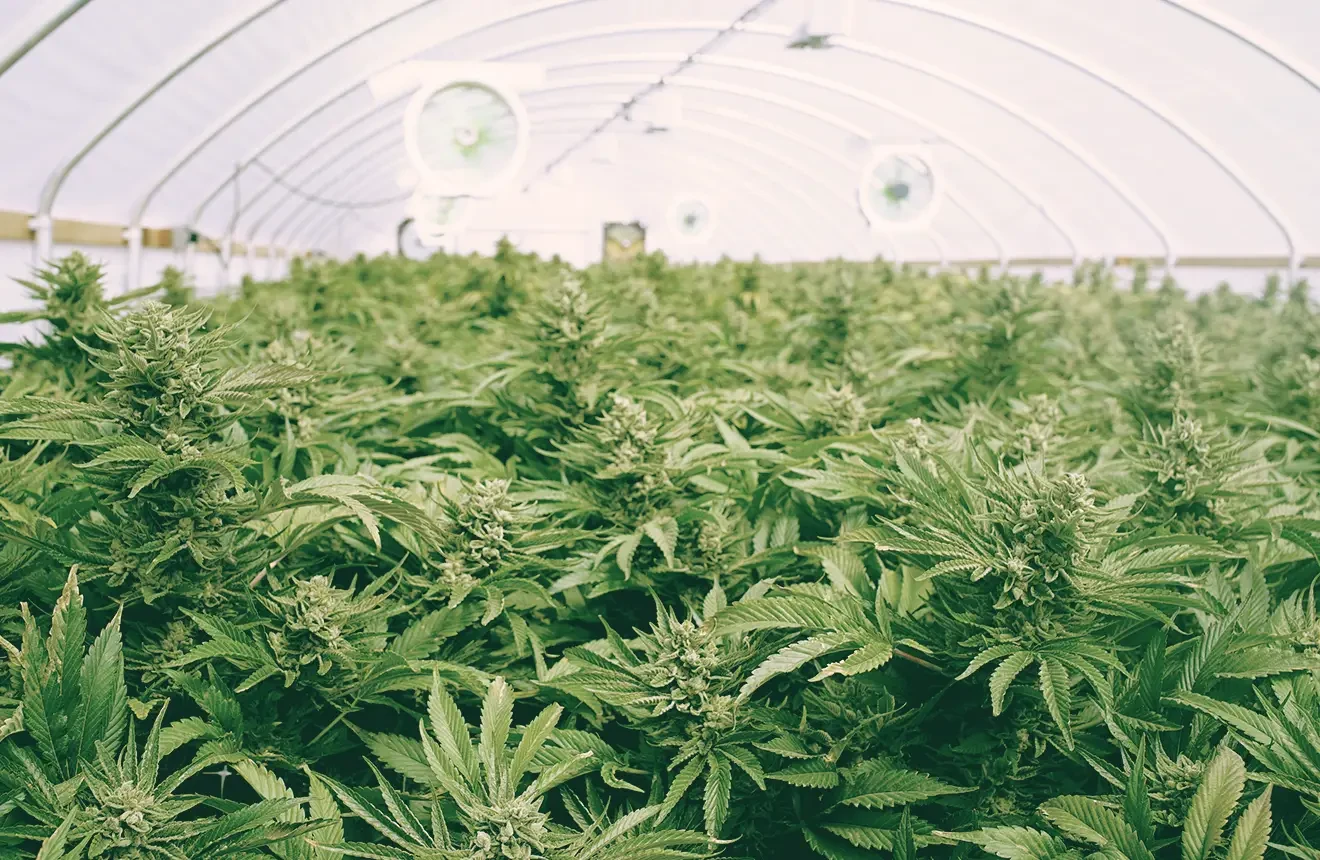 Guide du SCRoG du Cannabis : Qu'est-ce que le SCRoG ? Comment et quand y avoir recours ?