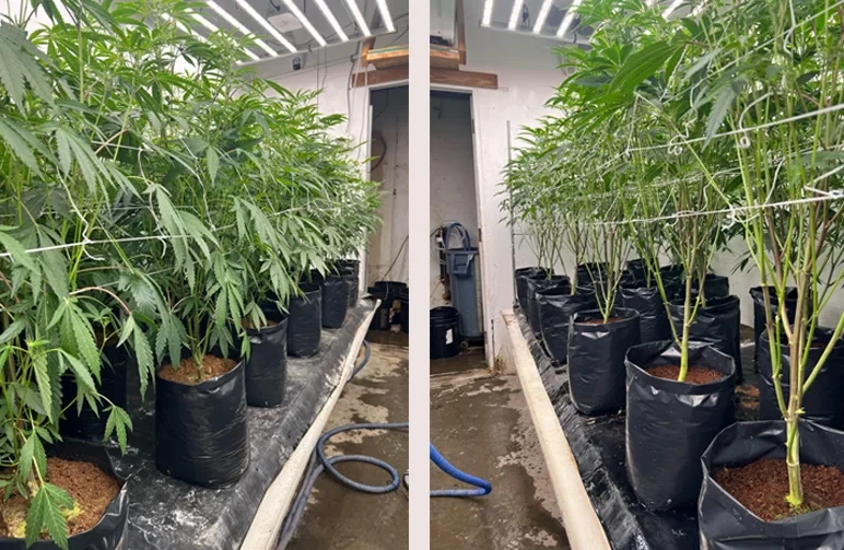 Lollipopping du cannabis : quand et comment tailler pour des têtes denses