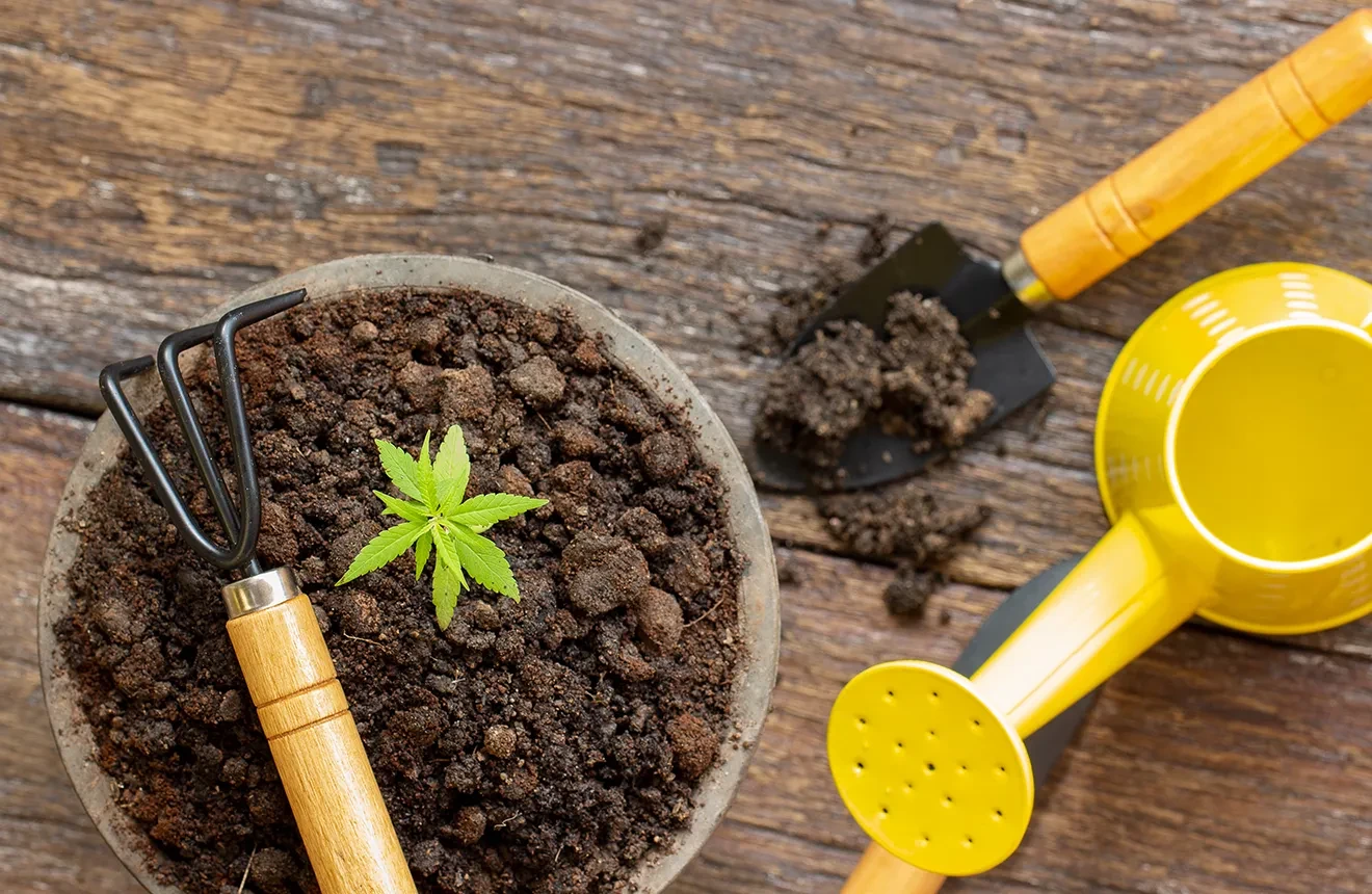 Les 10 équipements essentiels pour la culture du cannabis !