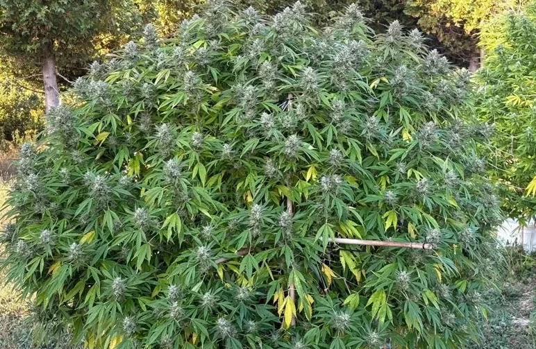 Lieux de culture de cannabis en extérieur : le guide ultime du soleil, du sol et de la discrétion (2026)