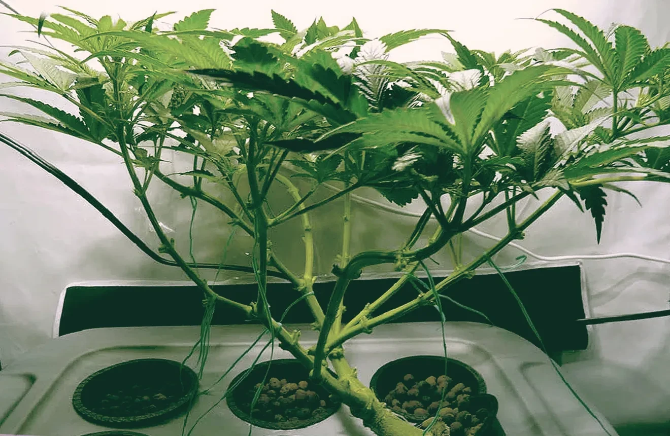 Guide Ultime du Monster Cropping de Cannabis