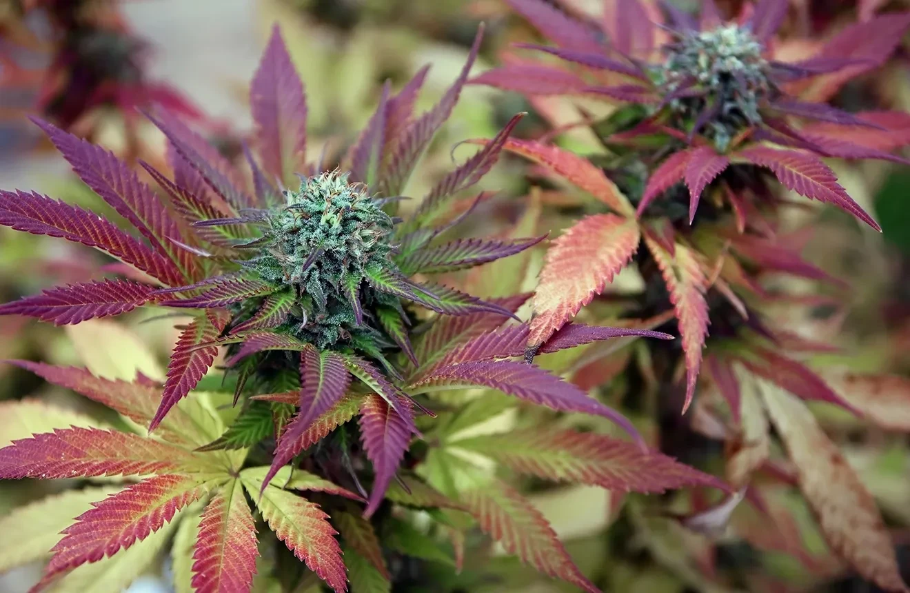 Top 10 Plus Belles Variétés de Weed
