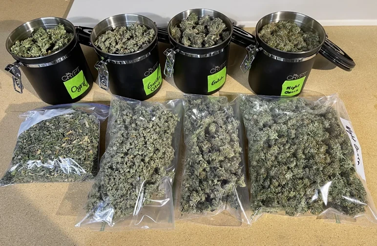 Comment tailler le cannabis : le guide ultime du manucurage à l’humide vs. à sec