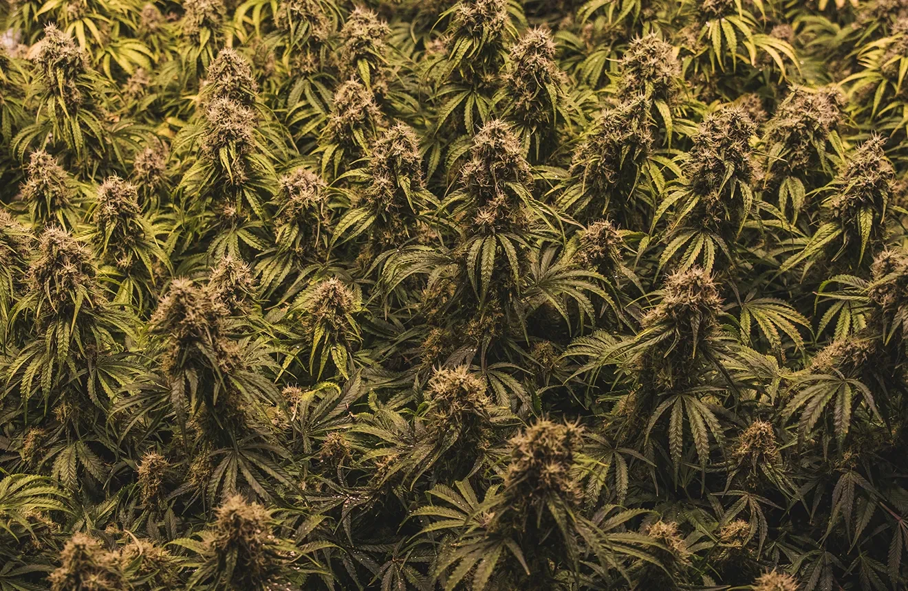 Méthode de Sea of Green (SOG) pour les Plantes à Autofloraison