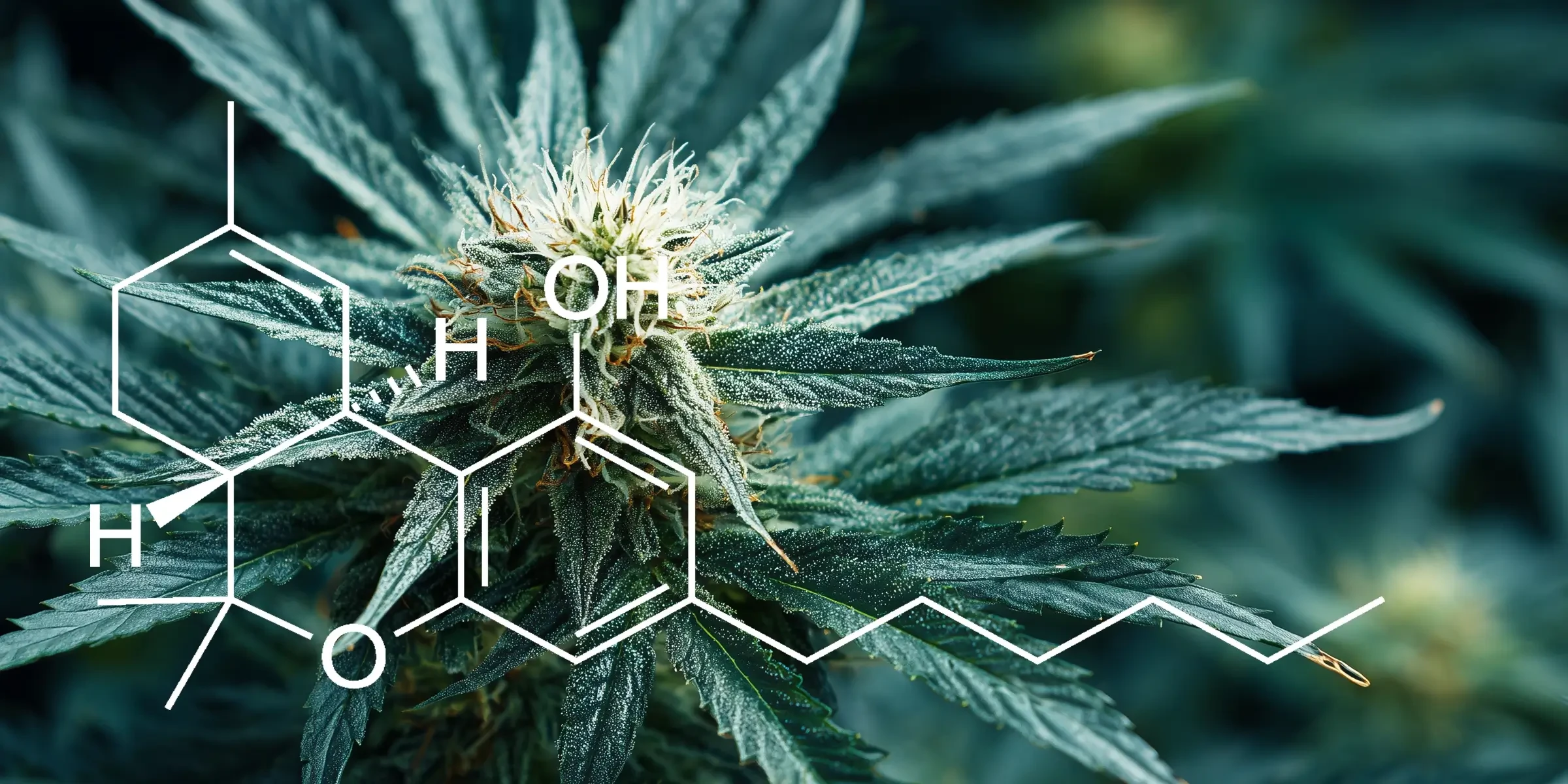 Étude : Quantification des niveaux de THC dans différentes variétés de Cannabis Sativa