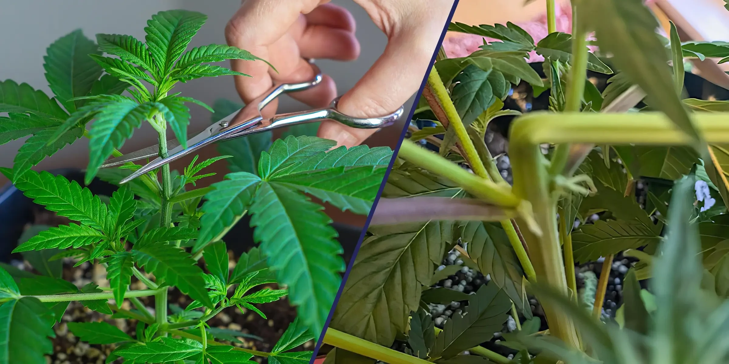 Super Cropping vs Topping : Quelle technique offre les meilleurs rendements en cannabis ?