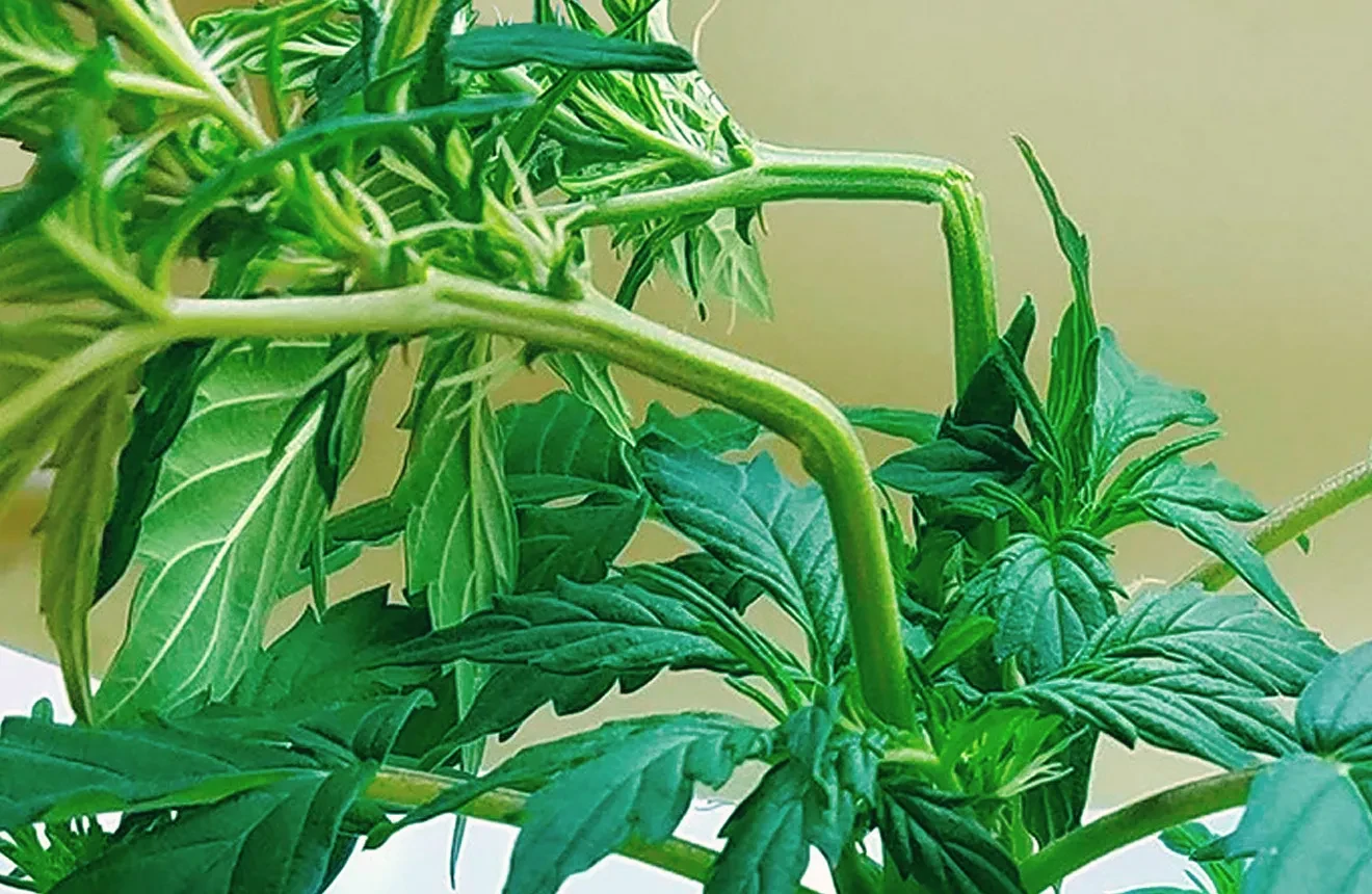 Guide du Super Cropping de cannabis