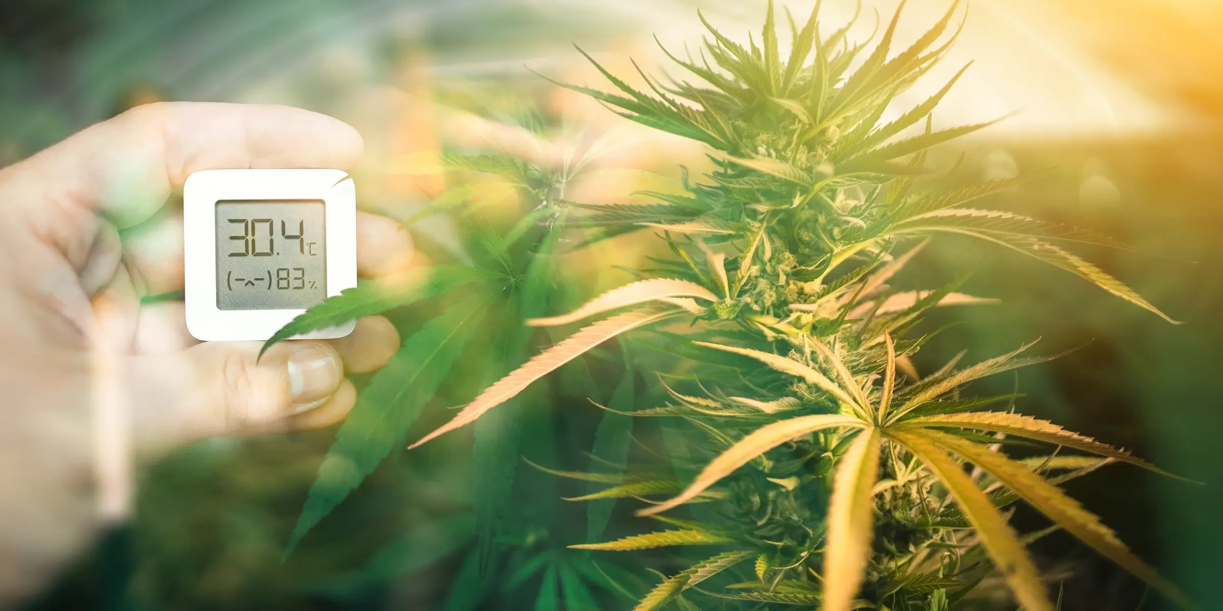 Optimisation de la température et de l’humidité pour la croissance du cannabis féminisé