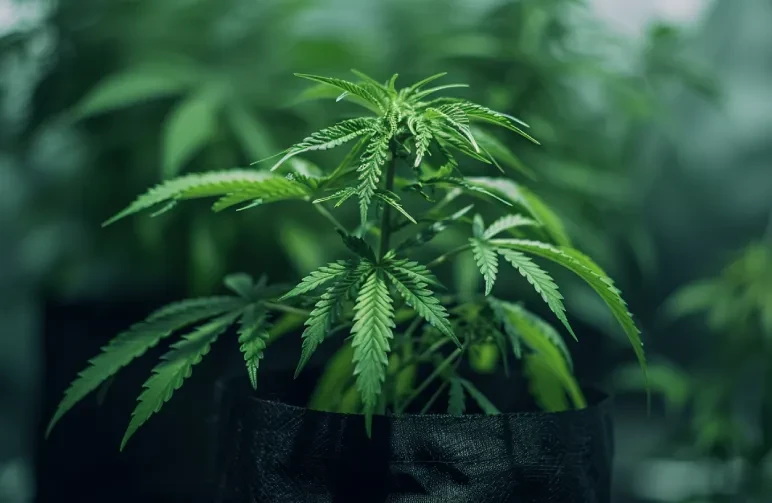 Comment repérer et éviter le stress lors de votre première culture d'autofloraison