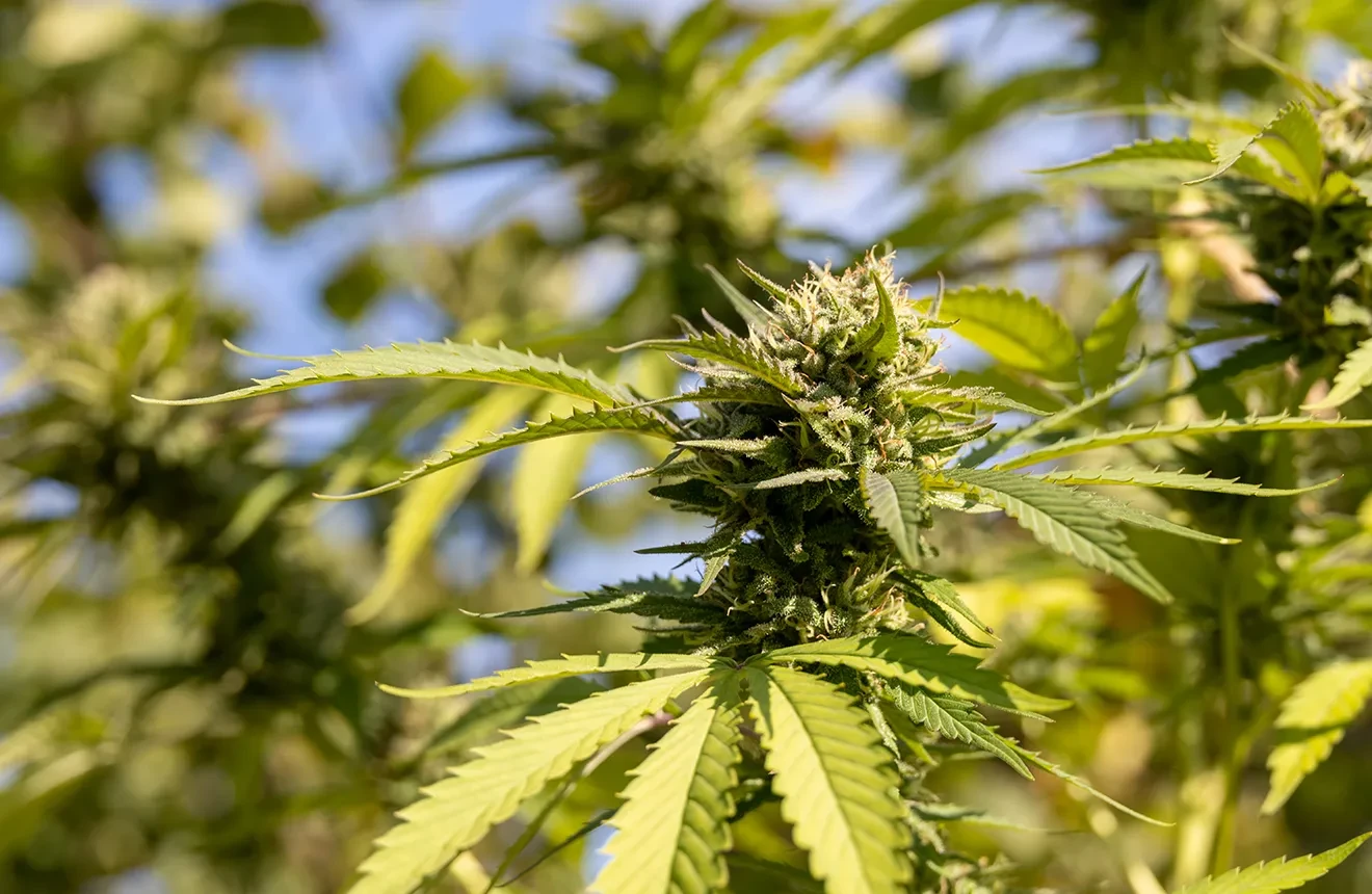 Top 10 des Meilleures Variétés Autofloraison pour la Rapidité, la Puissance et le Rendement