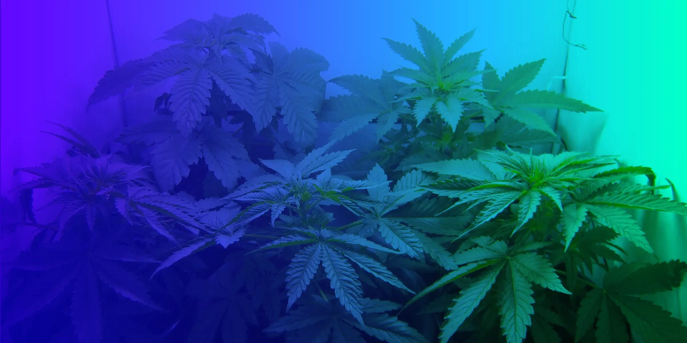 Top 5 des graines de cannabis féminisées les plus faciles pour débutants