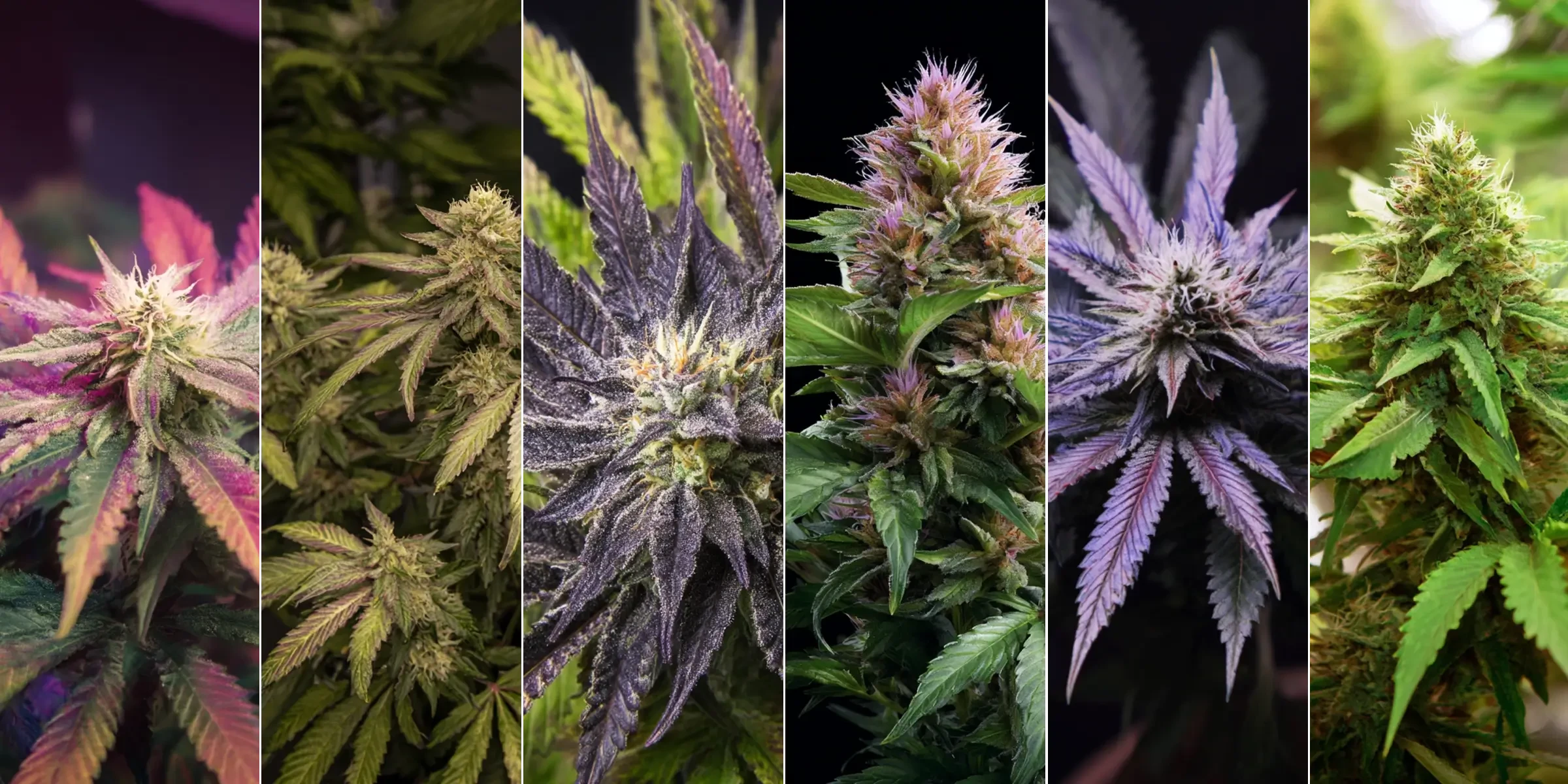 Top 6 des variétés indica les plus relaxantes pour le sommeil et le soulagement du stress