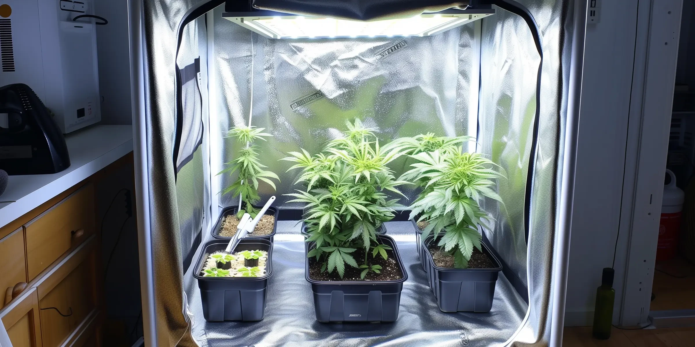 Top 7 Variétés de Cannabis Photopériode les Plus Faciles pour Débutants