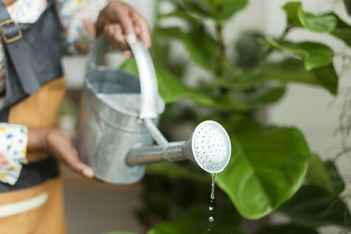 Quelle Quantité d'Eau Pour une Autofloraison Dans un Pot de 20L?