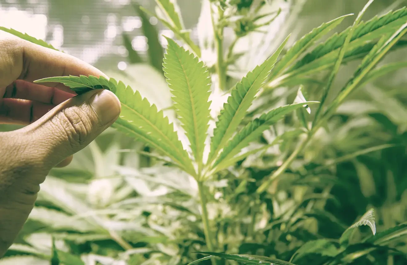 15 conseils pour cultiver du cannabis en intérieur et en extérieur