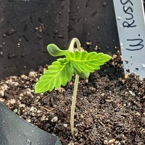 Le Meilleur Terreau Pour les Plantes à Autofloraison