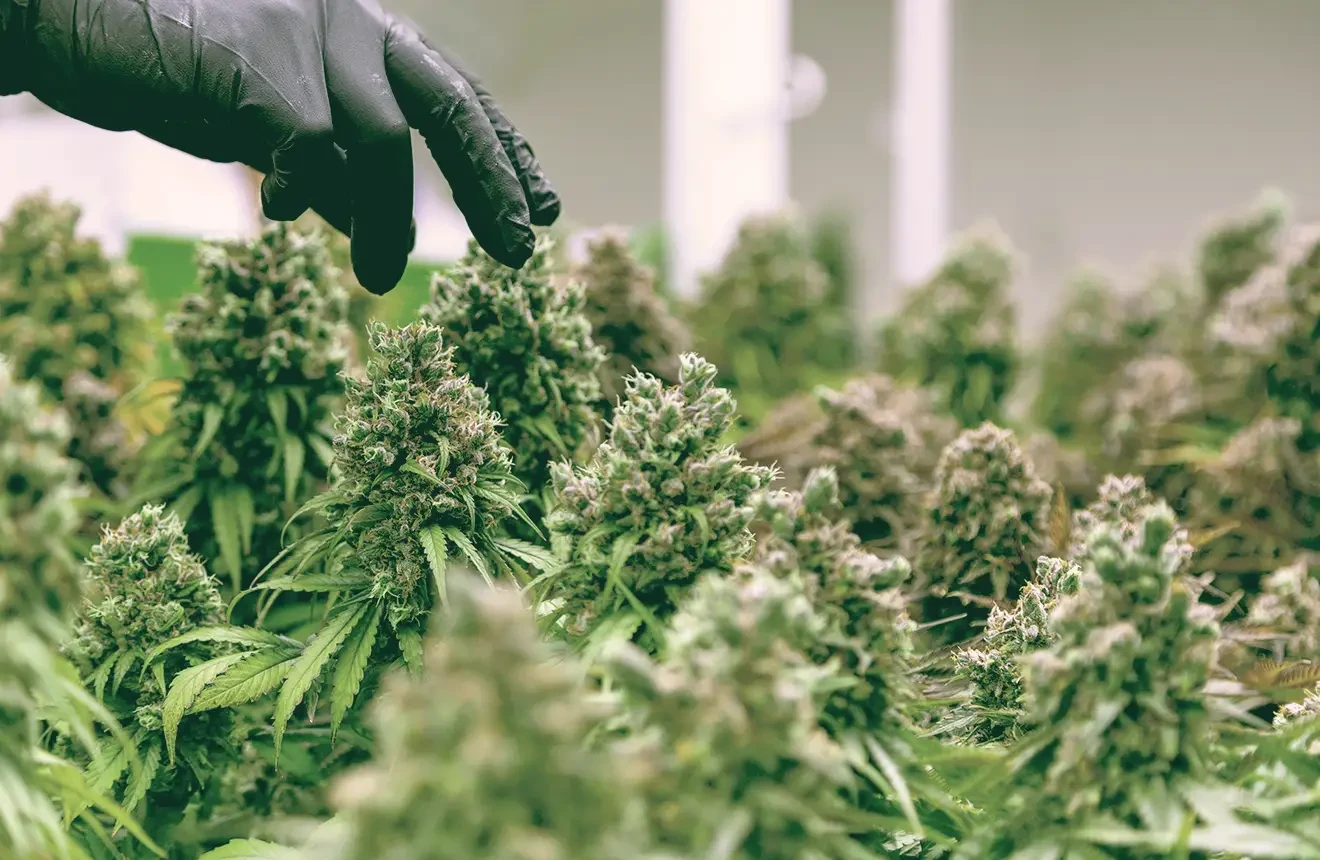 Quand récolter le cannabis : un guide visuel pour une puissance optimale
