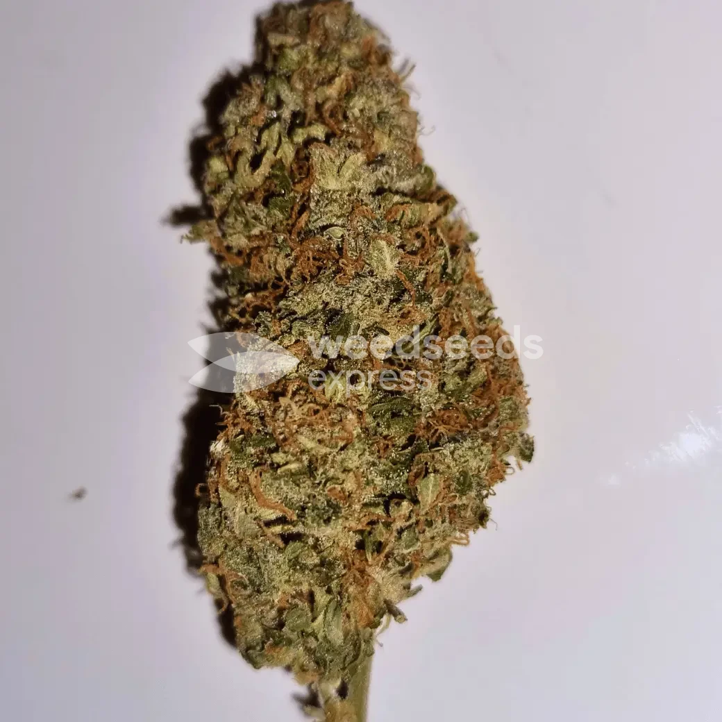 AK-47 Auto by WeedSeedsExpress grown by fortuneseeker