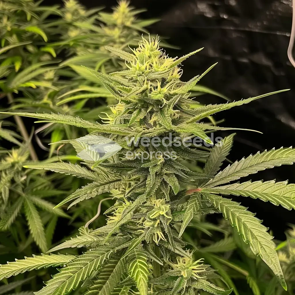 Amnesia Haze Auto by WeedSeedsExpress grown by WSE