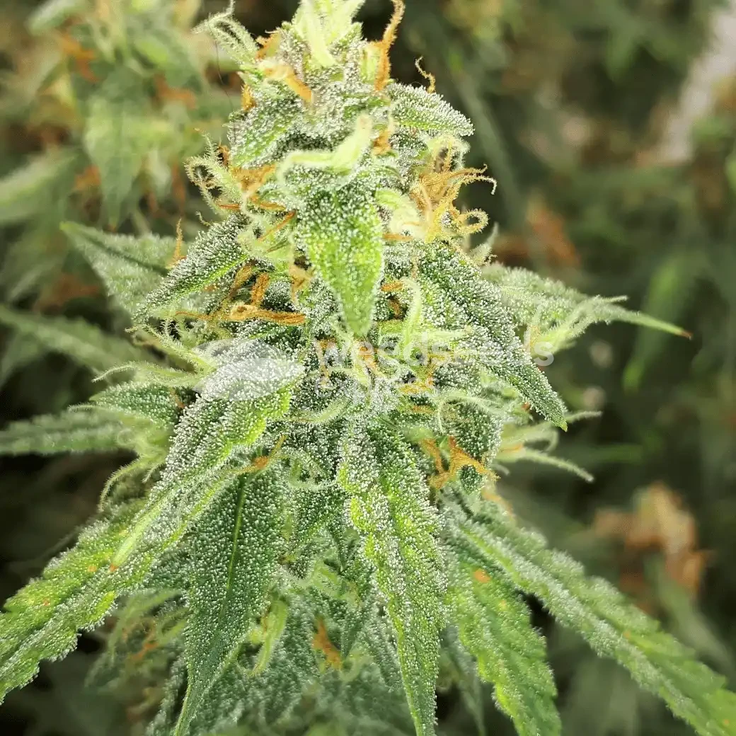 Amnesia Kush Auto by WeedSeedsExpress grown by Rock_n_Roll_Randy