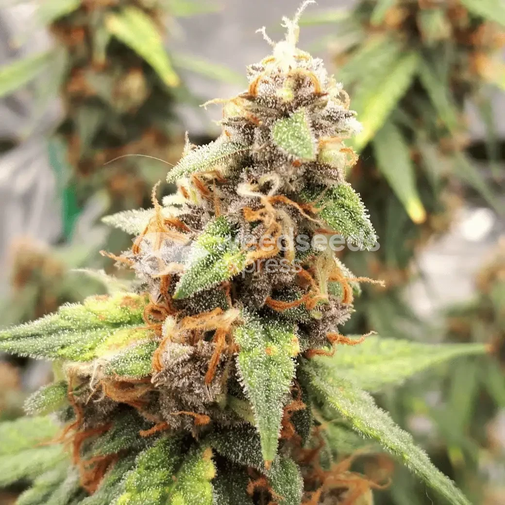 Amnesia Kush Auto by WeedSeedsExpress grown by Rock_n_Roll_Randy