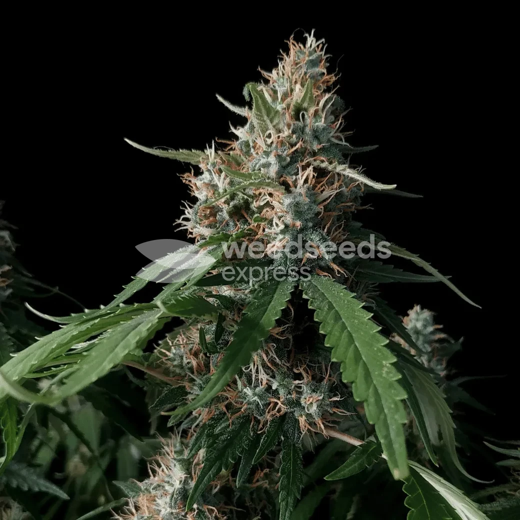 Amnesia Lemon Kush by WeedSeedsExpress grown by Zurban_Poison