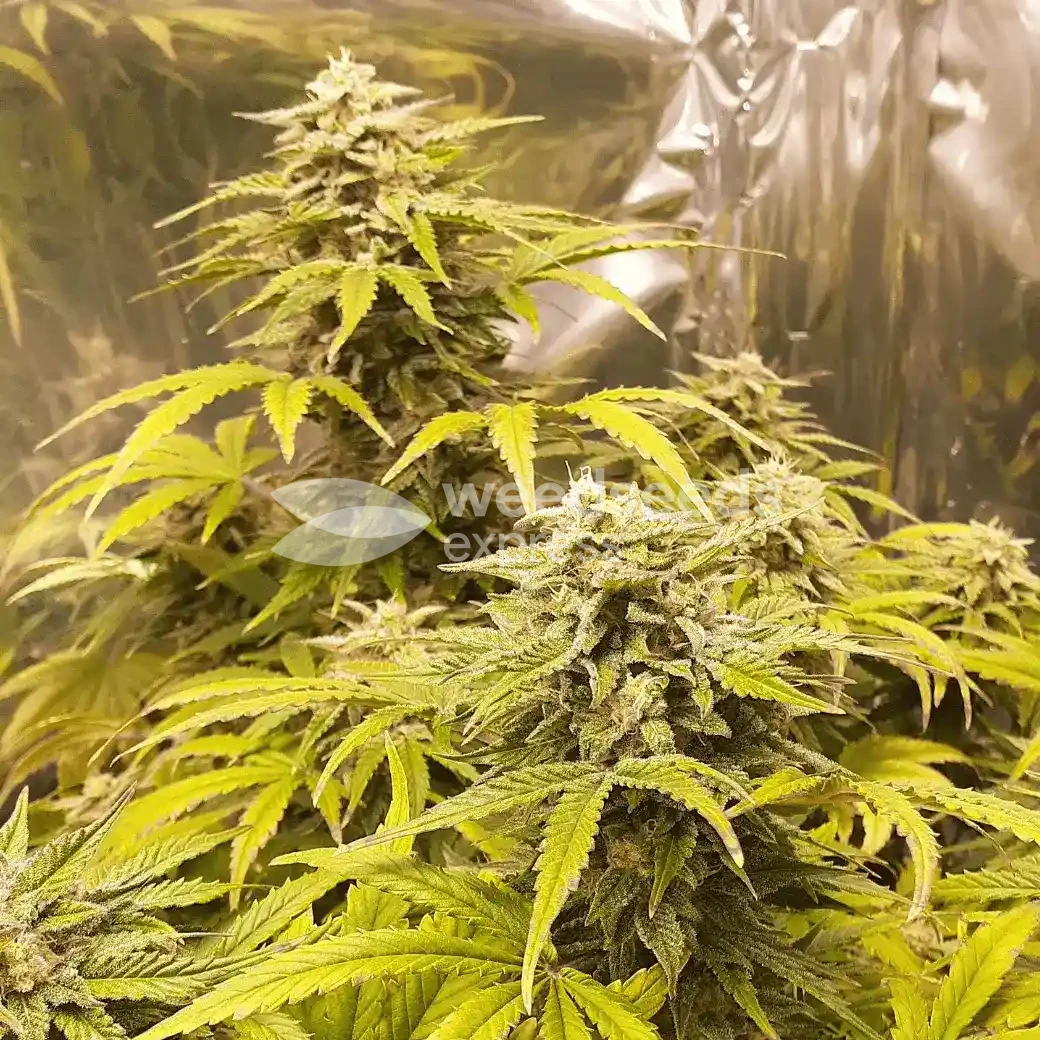 Big Jack Widow Auto by WeedSeedsExpress grown by Roberts