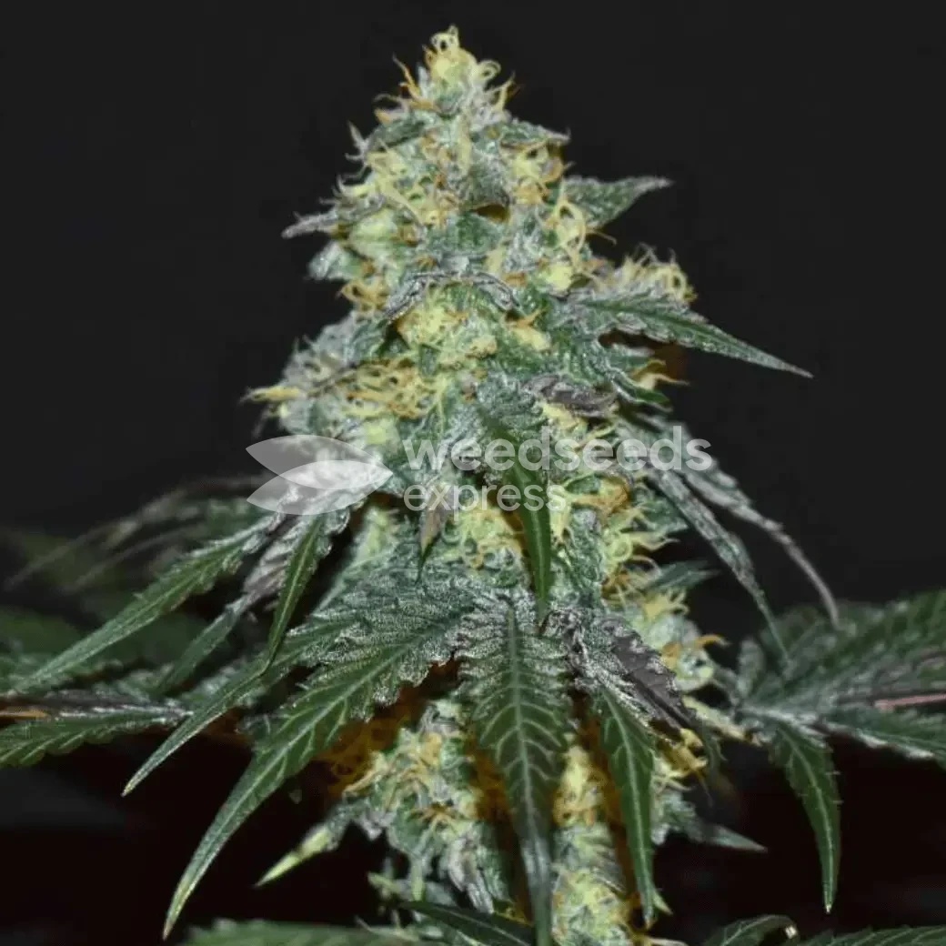 Biscotti by WeedSeedsExpress grown by Silky_smooth
